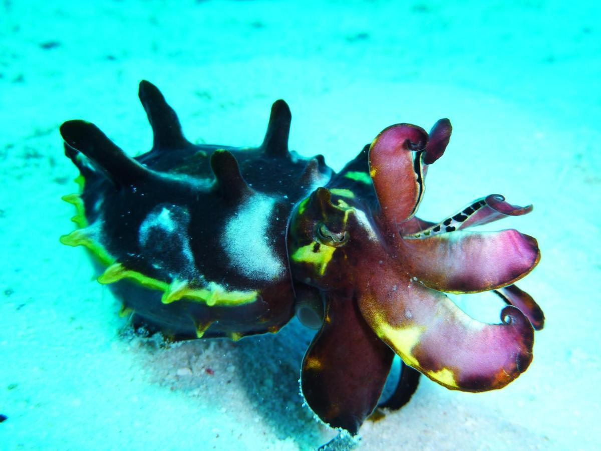 Malapascua Exotic Island Dive Resort Daanbantayan Bagian luar foto
